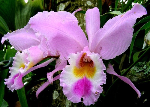 Sophia from Venezuela